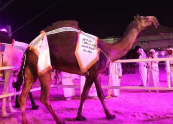 MANGIAH GHUFRAN dinobatkan sebagai unta tercantik semasa Festival Unta Qatar. - AGENSI
