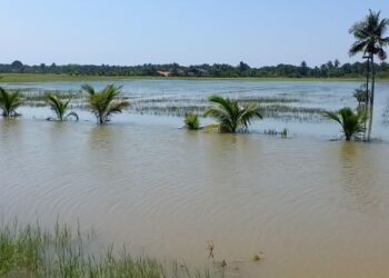 KAWASAN sawah di Blok D di Kampung Parit Penghulu Benteng, Sungai Rambai, Melaka yang ditenggelami banjir. - MINGGUAN/AMRAN MULUP