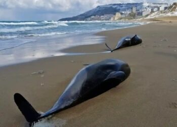 AKTIVITI ketenteraan secara berterusan boleh menyebabkan spesies cetacea beralih ke arah selatan menuju pantai Turki dan Bulgaria. - SELIN UGURTAS