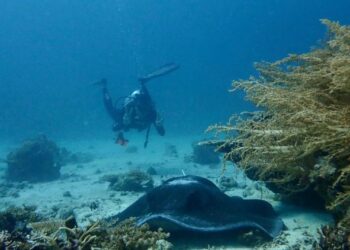 ANTARA hidupan marin yang boleh ditemukan di dasar laut Pulau Mantanani, Kota Belud