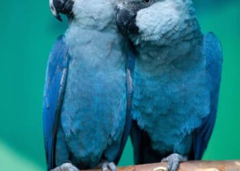 SPESIES Macaw Spix dalam kandang burung di Schöeneiche, timur Jerman. - AFP  