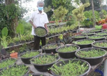 MOKHTAR Siron menunjukkan pokok bung yang ditanam menggunakan besen di nurseri mini miliknya di Kampung Api-Api, Pontian, Johor. - UTUSAN/MUHAMMAD ZIKRI