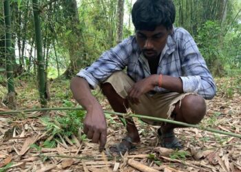 PENDUDUK kampung di Assam mencari cendawan liar di hutan bagi menyediakan pelbagai menu masakan.-BBC