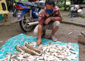 NIK Azhar Daud menunjukkan antara hasil tangkapan ikan darat untuk dijual kepada pelanggan ketika ditemui di Dungun semalam. - NIK NUR IZZATUL HAZWANI NIK ADNAN