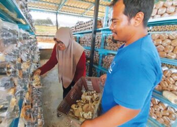 SITI Aishah Hasim dan Muhammad Ridzuan memetik cendawan yang diusahakan di Felda Lok Heng Timur, Kota Tinggi, Johor.