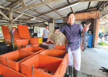 MUHAMMAD Nazaruddin Alwi menunjukkan ikan tuna dan ikan pari masing-masing dijual di gerainya dekat Pangkalan Nelayan Sementa, Kapar di Klang, Selangor.