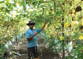 MOHD. Pardi Ahmad Nordin menunjukkan tanaman fertigasi timun gantung yang diusahakan di Kampung Parit Kudus, Pontian, Johor. – UTUSAN/MUHAMMAD ZIKRI