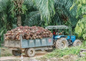 TAWARAN gaji yang tinggi bagi sektor perladangan kelapa sawit menyebabkan pekerja warga asing lari atau dicuri untuk bekerja di sektor perladangan berkenaan. – UTUSAN/AFIQ RAZALI