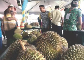 ORANG ramai tidak melepaskan peluang menghadiri pesta durian di Balik Pulau, Pulau Pinang yang bermula Jumaat lalu bagi mendapatkan pelbagai jenis varieti durian kegemaran masing-masing.