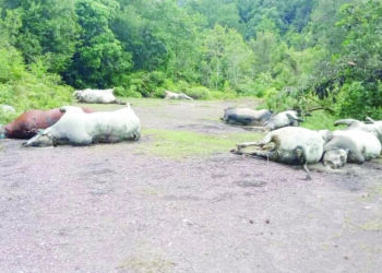SEBAHAGIAN daripada bangkai lembu yang dibuang di tapak pembuangan sampah haram 
di tepi sungai di Kampung Lekar, Kuala Terengganu.