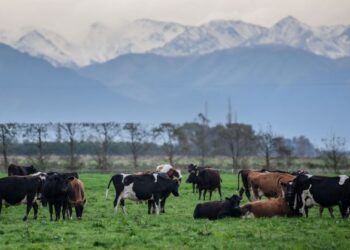 PENCEMARAN dihasilkan kira-kira 6.2 juta ekor lembu di New Zealand dikenal pasti antara masalah alam sekitar terbesar negara itu. - AFP