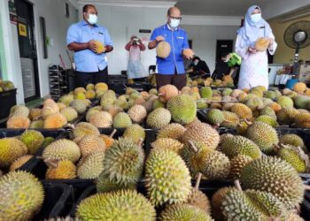 WAN Nora (kanan) menunjukkan durian yang dikumpul sebelum dijadikan tempoyak di Pusat Pemprosesan Durian Pejabat FAMA Machang hari ini. - UTUSAN/ROSALWAN CHE SOH