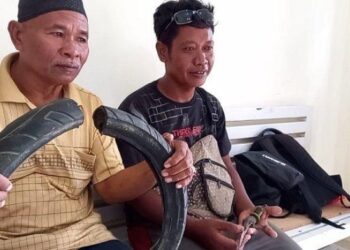 TILI (kanan) dianggap sebagai wira selepas berjaya mengeluarkan kalungan tayar yang tersekat pada seekor buaya di Palu, Indonesia. - AGENSI
