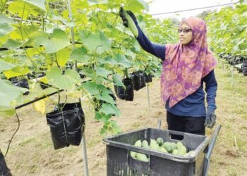 RABIATUL Adawiyah Nordin menuai hasil tanaman timun yang diusahakannya di Felda Pasir Besar, Gemas, Tampin. – UTUSAN/NOR AINNA HAMZAH