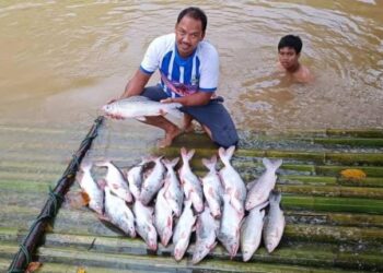 AHMAD DANIAR Ismail menunjukkan ikan patin dan jelawat hasil tangkapan di Sungai Jelai berdekatan Kampung Kuala Medang, Lipis, Pahang. - UTUSAN/HARIS FADILAH AHMAD