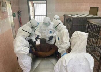 Ujian saringan Covid-19 yang dilakukan terhadap Orangutan di pusat pemuliharaan Orangutan di Sabah.-IHSAN JHL Sabah