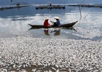 DUA nelayan melihat ratusan ikan yang mati di Tasik Maninjau di Sumatera Barat, Indonesia. - AGENSI