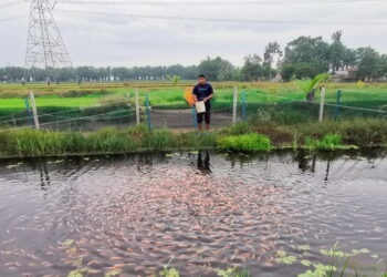 KHAIROL Fikri Mohamed Amim memberi makan ikan ternakannya di kolam yang diusahakan di atas tanah sawahnya di Sungai Manik. - UTUSAN/AIN SAFRE BIDIN

PASIR SALAK 14 FEBRUARI 2022: KHAIROL Fikri Mohamed Amim memberi makan ikan ternakannya di kolam yang diusahakan di atas tanah sawahnya di Sungai Manik. - UTUSAN/AIN SAFRE BIDIN