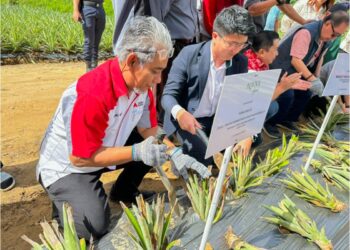 Program Agro  Komuniti B40 Usahawan Peladang Kontrak Tanaman Nanas MD2 di Beufort, Sabah.