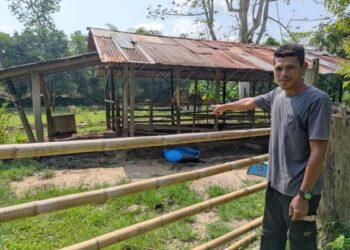 Zulhanif Ab. Manaf menunjukkan kandang lembu ternakannya di Kampung Charuk Sireh, Chepir,  Sik hari ini