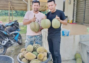 ZULKIFLY Mahmud (kanan) dan Ramli Mustapha menunjukkan Durian Kampung Premium (DKP) yang akan dihantar ke Terengganu di Kampung Damak di Jerantut, Pahang.