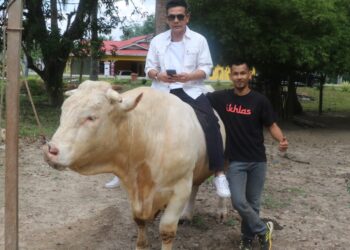 MUHAMMAD BAKRI Bukhari (berdiri) dan Rosyam Nor yang 
menaiki lembu sado bernama Abil di Felda Tembangau 2 di Bera, Pahang. – UTUSAN/SALEHUDIN MAT RASAD