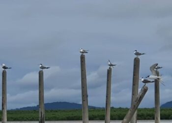ANTARA spesies burung hijrah yang boleh dilihat di Pulau Pinang ketika ini ialah Asian Fairy Bluebird, Hairy Backed Bul-Bul, Changeable Hawk-Eagle, Red Broadbill, Asia Paradise Flycatcher, Brahminy Kite serta spesies burung terancam seperti Spotted Greenshank Tringa Guttifer.