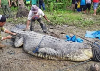 MAYAT Baharuddin ditemukan di dalam perut buaya selepas dibaham haiwan itu ketika menyeberangi sungai di Nunukan. - AGENSI