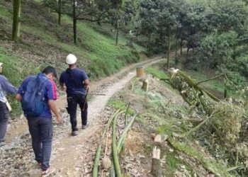 OPERASI menebang pokok durian Musang King yang ditanam secara haram di Hutan Simpan Kekal (HSK) Batu Talam di Raub, Pahang berjalan lancar tanpa sebarang gangguan.