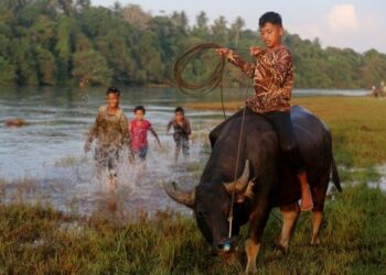 MUHAMMAD Zulfaqar Aiman Kamarulzaman bersama sepupunya melakukan rutin memandikan Awang pada setiap petang di Kampung Dusun, Hulu Terengganu. - UTUSAN/PUQTRA HAIRRY ROSLI