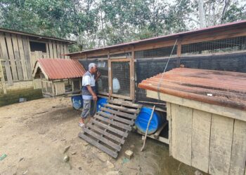 ABU Bakar Che Ahmad menunjukkan reban ayam terapung yang dibina bagi menyelamatkan ternakan setiap kali musim tengkujuh. - UTUSAN/NIK NUR IZZATUL HAZWANI NIK ADNAN