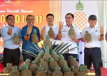 STEPHEN Rundi (tiga dari kanan) menunjukkan buah nanas tempatan Sarawak iaitu Gred Sarawak Gold (SG1) pada Majlis Pelancaran Varieti Nanas Sarawak Gold (SG1) di Miri, Sarawak hari ini.