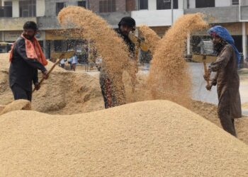 PEKERJA menggunakan penyodok untuk mengasingkan biji gandum daripada sekam di sebuah pasar di Amritsar.  - AFP