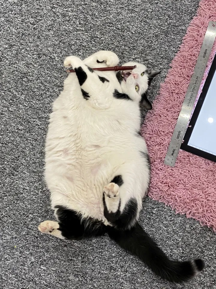 Wanita hairan kucing gemuknya sentiasa lapar - Utusan Malaysia