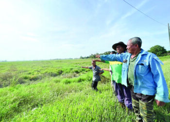 SEKUMPULAN petani menunjukkan kawasan sawah mereka yang tidak dapat diusahakan kerana masalah parit dan saliran air di Kampung Tualang Pendang. – UTUSAN/JAMLIAH ABDULLAH