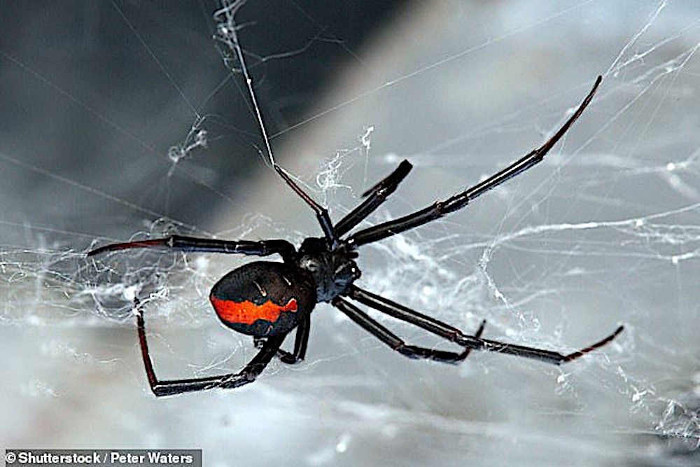 Tidak boleh kencing selepas digigit labah-labah - Utusan Malaysia