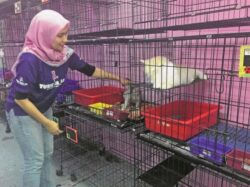 Hotel kucing buat untung ketika pandemik - Utusan Digital