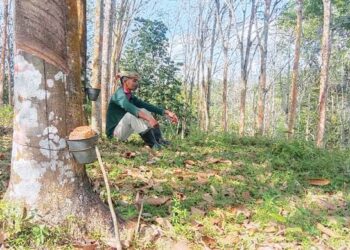 AZIZ Ariffin termenung memikirkan hasil getah yang sedikit diperolehnya di Kampung Batu Mengkebang, Kuala Krai, Kelantan. - UTUSAN/ROSMIZAN RESDI