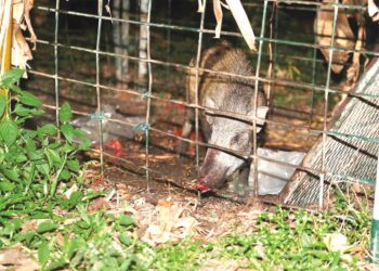 SEBANYAK 1,287 ekor babi hutan dihapuskan sejak 2021 sehingga Januari 2023 di seluruh Melaka. - UTUSAN/RASUL AZLI SAMAD