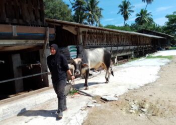 NORFARISYA Azhar membawa lembu kesayangannya bernilai RM9,000 keluar dari kandang di Kampung Kemumin, Sabak, Kelantan. – MINGGUAN/ROHANA MOHD.NAWI