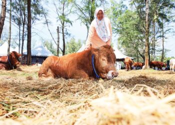 ROSNANI Abd. Ghani menujukkan lembu hibrid yang dibelanya semasa ditemui semasa Sambutan Hari Peladang, Penternak dan Nelayan Negeri Kelantan 2023 di Pantai Irama, Bachok, Kelantan semalam-UTUSAN/KAMARUL BISMI KAMARULZAMAN