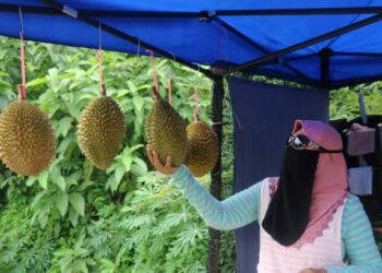 DURIAN Tembaga saingan durian Musang King menjadi rebutan penggemar durian kampung. - UTUSAN/SALEHUDIN MAT RASAD