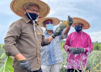 AHMAD ZAKIYUDDIN Abdul Rahman menunjukkan hasil tanaman nanas yang diusahakan peserta menerusi Projek Peladang Usahawan Asnaf di Butterworth, Pulau Pinang hari ini.