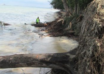 BERPULUH batang pokok di persisiran pantai Melaka tumbang berpunca daripada masalah hakisan pantai. – IHSAN PEMBACA