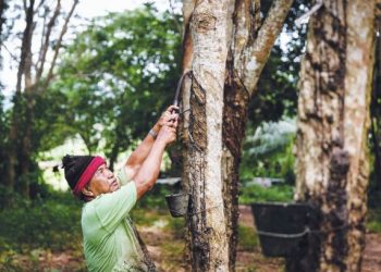 PEMBANGUNAN Bandar Raya Getah Kedah (KRC) yang tertumpu kepada industri getah akan memberi manfaat kepada pekebun kecil. – GAMBAR HIASAN/UTUSAN
