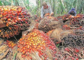 Meskipun pelbagai penjelasan diberikan oleh kerajaan, industri sawit negara terus dikaitkan dengan dakwaan penggunaan buruh paksa oleh pihak berkepentingan di Barat.  – GAMBAR HIASaN