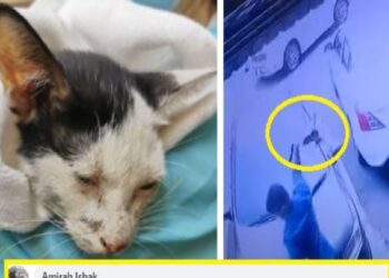 Tingkap layar video melibatkan seorang lelaki dipercayai menghempas seekor kucing yang sedang berbaring di atas kereta miliknya. – Gambar Media sosial
