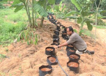 Kerajaan harus mencari kaedah meningkatkan stok makanan dalam negara bagi mengurangkan kebergantungan kepada import. – GAMBAR HIASAN/UTUSAN