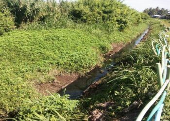 KEADAAN sebatang sungai di Pulau Pinang yang dicemari sisa kumbahan termasuk najis babi susulan pengoperasian kandang babi yang tidak terkawal dan bersistematik.