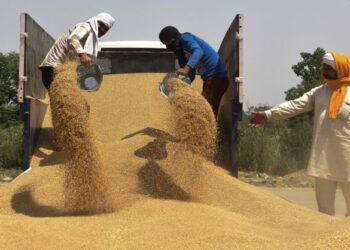 INDIA menghentikan eksport gandum dalam usaha menangani ancaman keselamatan bekalan makanan negara itu. - AFP